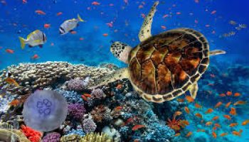 marsa alam